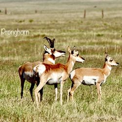 Hell's Half Acre - Pronghorn