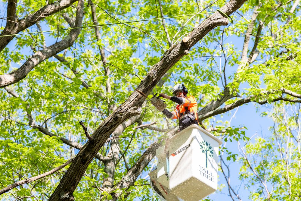 Tall Tree Landscape - tree service in Belchertown, MA
