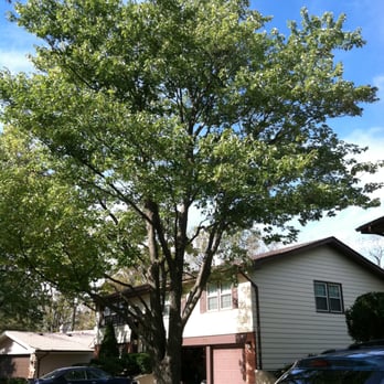 Cabanas Tree Service - Trimmed a little off a maple tree, which was getting too close to the house - Tree Services Near Me - Palatine, Illinois
