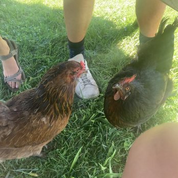 8 Hands Farm - Chickens under picnic table - Farms Near Me - Cutchogue, New York 8 Hands Farm - Chickens under picnic table - Farms Near Me - Cutchogue, New York