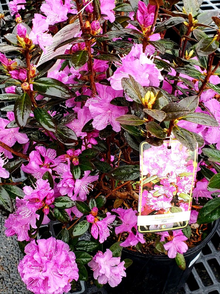 MORRISTOWN AGWAY Updated September 2024 41 Photos & 32 Reviews 176 Ridgedale Ave