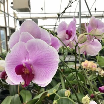 Rainbeau Orchids - Nurseries & Gardening Near Me - Alpharetta, Georgia
