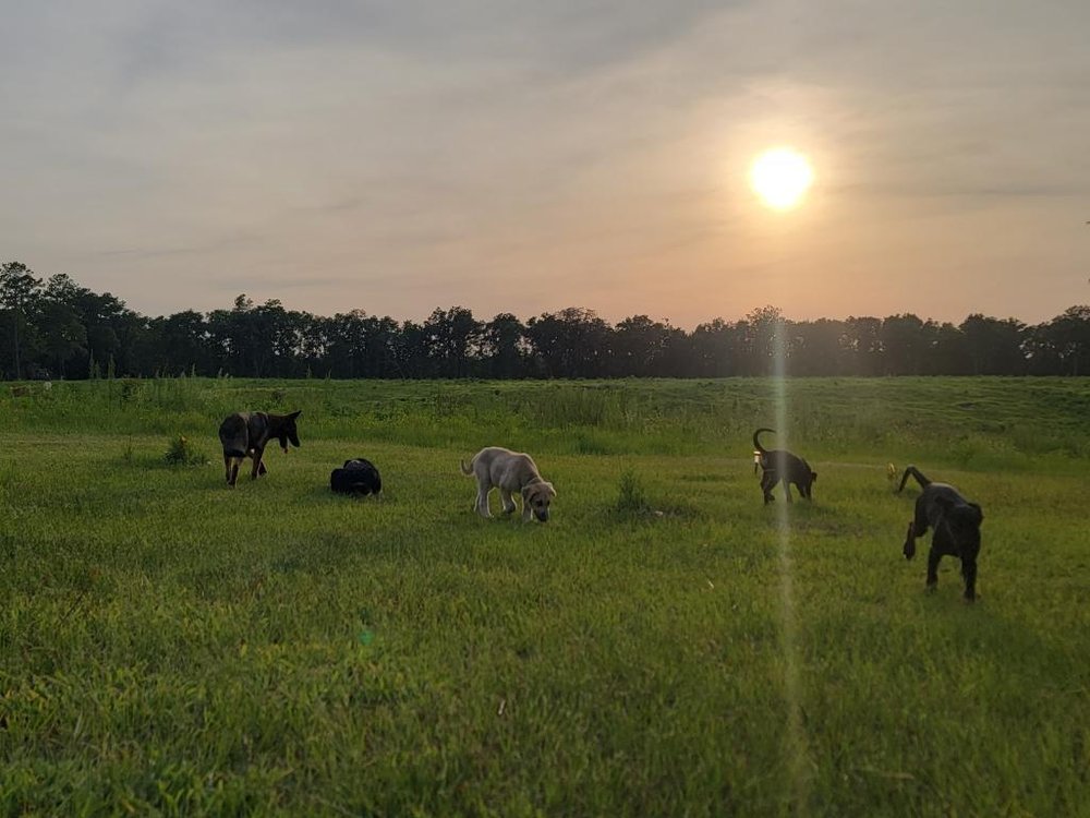 MELANATED PUPPIES Updated April 2024 Live Oak, Florida Pet