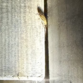 Carousel Beach Inn - Baby roach - Hotels Near Me - Santa Cruz, California