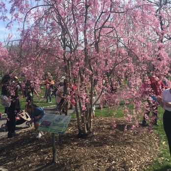 Brooklyn Botanic Garden - Cherry blossoms on April 11 2017 - Botanical Gardens Near Me - Brooklyn, New York Brooklyn Botanic Garden - Cherry blossoms on April 11 2017 - Botanical Gardens Near Me - Brooklyn, New York