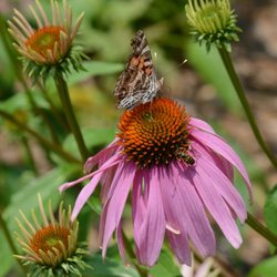 Beech Hollow Wildflower Farm
