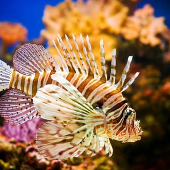 Downtown Aquarium - Lionfish - Museums Near Me - Denver, Colorado Downtown Aquarium - Lionfish - Museums Near Me - Denver, Colorado