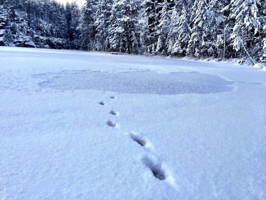 Nuuksio National Park by null