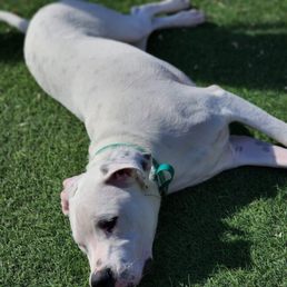 Tofu sunbathing at RWC.
