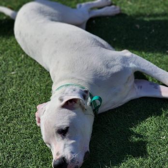 Real World Canine - Tofu sunbathing at RWC. - Pet Training Near Me - Reno, Nevada