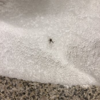 Ocean Park Inn - Mosquito - San Diego, CA