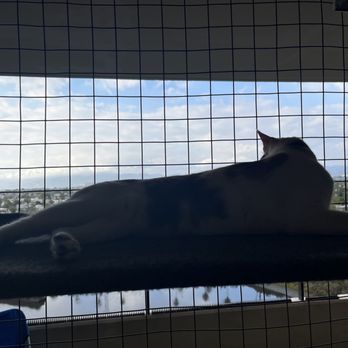 Catio Guy - Pet Services Near Me Catio Guy - Pet Services Near Me