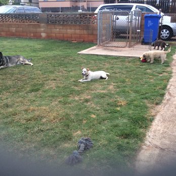 Da Doghouse - Our facility is completely fenced in with a double entry gate for the safety of the dogs - Pet Sitting Near Me - Waipahu, Hawaii