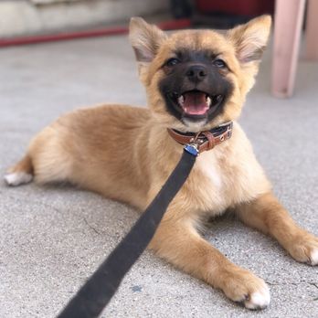 Moondoggies Pet Spa - Pet Groomers Near Me - Riverside, California Moondoggies Pet Spa - Pet Groomers Near Me - Riverside, California