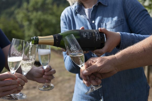 Kramer Vineyards by null