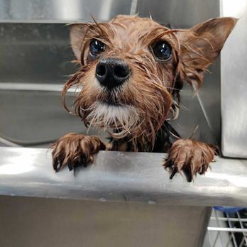 Loved Up Pup - Pablo having a bath - Pet Groomers Near Me - Boise, Idaho Loved Up Pup - Pablo having a bath - Pet Groomers Near Me - Boise, Idaho
