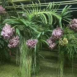 Goodwin Orchids
