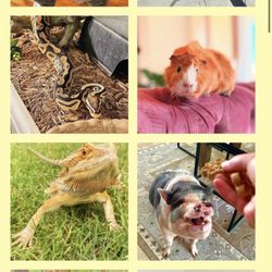 Happy Hoomans
