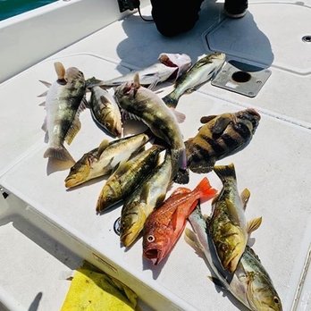 Breakwall Fishing Charters - Fishing Near Me - Long Beach, California Breakwall Fishing Charters - Fishing Near Me - Long Beach, California