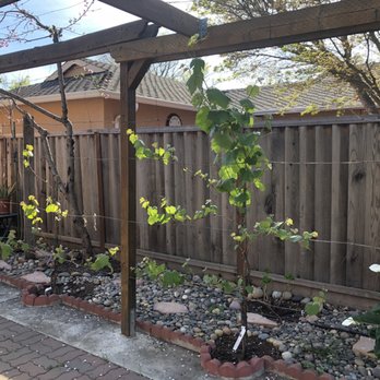 The Fruit Nerd - a grape tree in a garden - Landscaping Near Me The Fruit Nerd - a grape tree in a garden - Landscaping Near Me