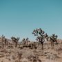 Photo of Joshua Tree RV & Campground