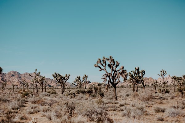 Joshua Tree RV & Campground by null