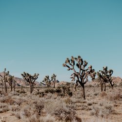 Joshua Tree RV & Campground