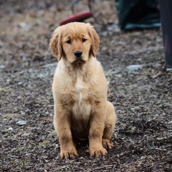 Sorrel Mountain Retrievers - Pet Breeders Near Me - Salem, New York Sorrel Mountain Retrievers - Pet Breeders Near Me - Salem, New York