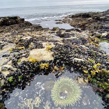 West Cliff Drive - 8/23 everything but starfish - Beaches Near Me - Santa Cruz, California West Cliff Drive - 8/23 everything but starfish - Beaches Near Me - Santa Cruz, California