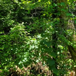 Eureka Springs and North Arkansas Railway - The view