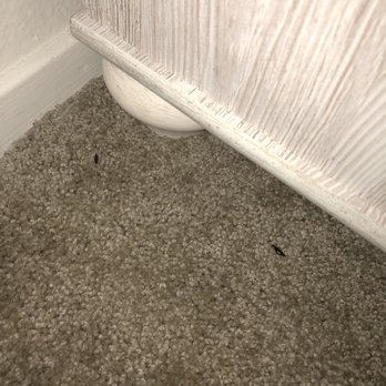 Adiamo Apartments - Earwigs in bedroom. - Apartments Near Me - Henderson, Nevada