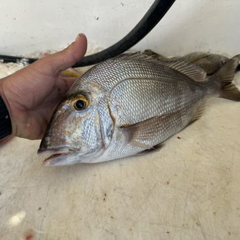 Catch My Drift - A Porgy - Fishing Near Me - Fort Lauderdale, Florida