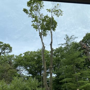 Moreno Tree Care - Tree Services Near Me