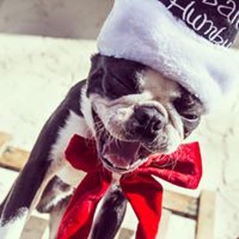 Jackson Ranch For Dogs - Pet Training Near Me Jackson Ranch For Dogs - Pet Training Near Me