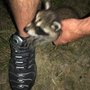 Nocturnal Nightmares Wildlife Control