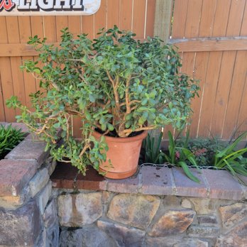 P J's Pub - Meadows/pops giant jade plant on the patio. - Karaoke Near Me - Spokane, Washington P J's Pub - Meadows/pops giant jade plant on the patio. - Karaoke Near Me - Spokane, Washington