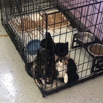 Cat Cafe Rescue - five or six kittens huddled together in the corner of their cage; no toys or comfy beds; diarrhea in the litter box and on the floor - Pet Adoption Near Me - Chino Hills, California Cat Cafe Rescue - five or six kittens huddled together in the corner of their cage; no toys or comfy beds; diarrhea in the litter box and on the floor - Pet Adoption Near Me - Chino Hills, California