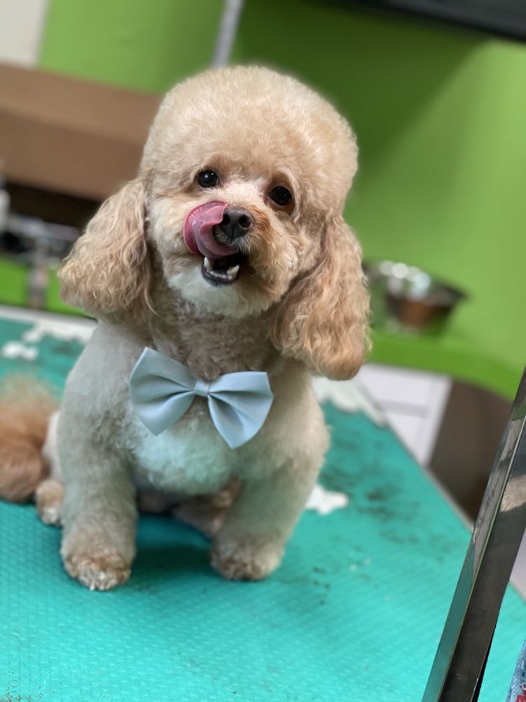 PAWZZ GROOMING Updated August 2024 Peachtree City, Pet