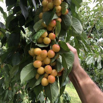 Thompson's Farm Market - Fruits & Veggies Near Me - Naches, Washington