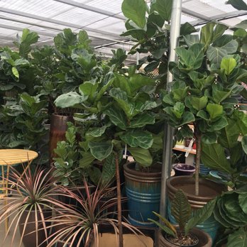 Griggs Nursery - Nurseries & Gardening Near Me - Carmel-by-the-sea, California