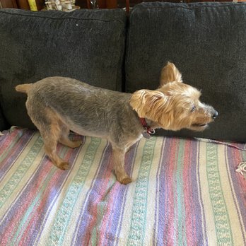 Pono's Pooch Spa - Pet Groomers Near Me - Hawthorne, California