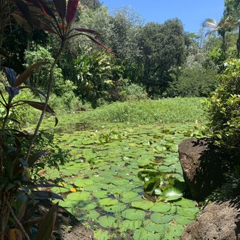 Custom Island Tours - WATERFALL HIKE - Tours Near Me - Honolulu, Hawaii Custom Island Tours - WATERFALL HIKE - Tours Near Me - Honolulu, Hawaii