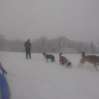 Pupchella - Playgroup in the snow! - Dog Walkers Near Me - Framingham, Massachusetts Pupchella - Playgroup in the snow! - Dog Walkers Near Me - Framingham, Massachusetts