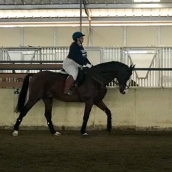 Learning how to fix my bad habits with this wonderful horse! Franceska has helped me begin getting back into shape and rebuild muscle!