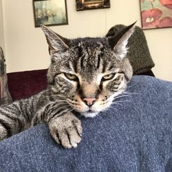 The Petsitters - Spencer