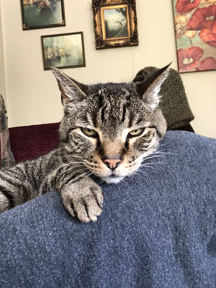 The Petsitters - pet boarding facility in San Francisco, CA