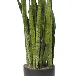 Emerald Isle Tropical Plants - Snake Plant