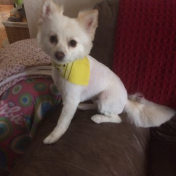 Pet Love - Pet Groomers Near Me