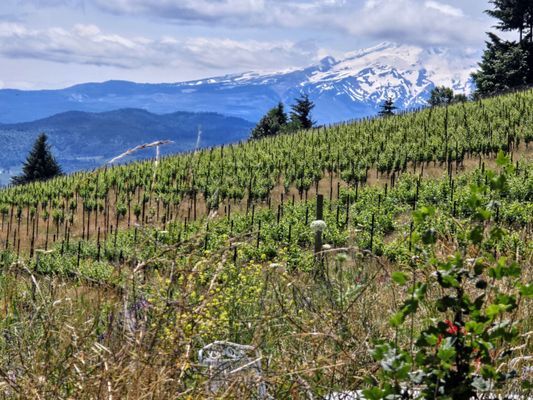 Loop de Loop Wines by null Loop de Loop Wines by null