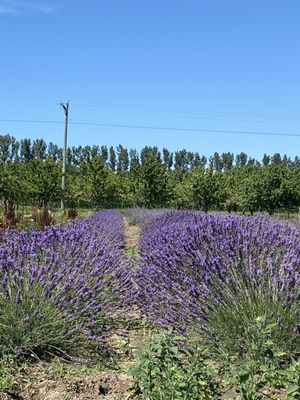 Cherry Point Farm & Market by null